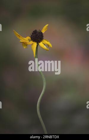Dying Yellow Long Stem Daisy Flower Stock Photo
