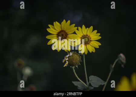 Yellow Daisy Flowers Dying Flower Stock Photo