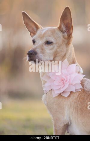 Ritratto di cucciolo Chihuahua Tan Dog Foto Stock