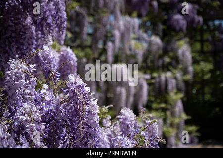 Fiori di glicine viola che si arrampicano sui sentieri del giardino in primavera. Foto Stock