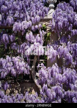 Fiori di glicine viola che si arrampicano sui sentieri del giardino in primavera. Foto Stock