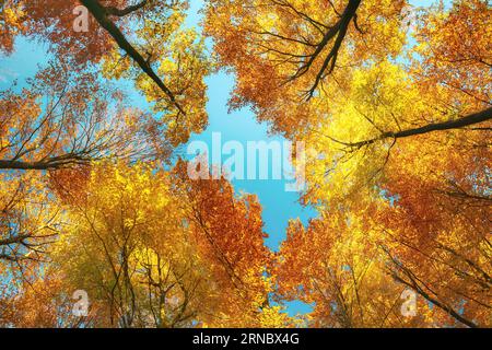 Vista a occhio di verme in una foresta colorata, il vivace baldacchino degli alberi con colori autunnali e cielo blu Foto Stock