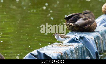 Spotted Sandpiper, Actitis Macularius, vicino a uno stagno a Toronto, Canada Foto Stock