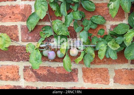 Le prugne dei primi fiumi maturano su alberi addestrati Foto Stock