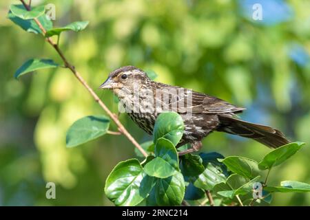 Uccello nero ad ali rosse appollaiato su un ramo, Agelaius phoeniceus Foto Stock