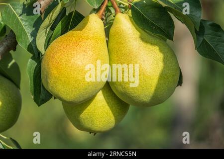 Tre grandi pere mature sull'albero. Raccolto autunnale. Foto Stock
