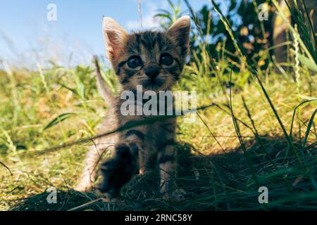 Leo il bel gattino Foto Stock