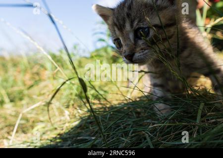 Leo il bel gattino Foto Stock