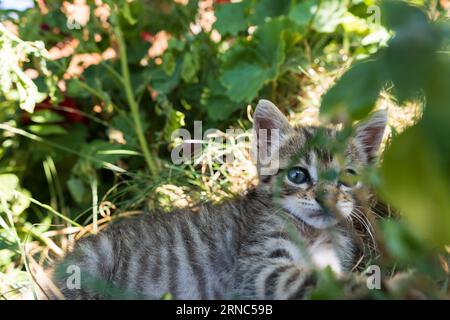 Leo il bel gattino Foto Stock