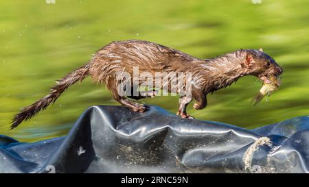 Visone americano, Neogale Vison, che corre con un pesce in bocca a Toronto, Canada Foto Stock