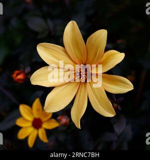 Primo piano del fiore giallo brillante dell'estate lungo al primo giardino perenne fiorito al gelo Dahlia vescovo di York. Foto Stock