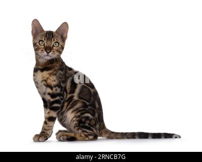 Clouded black tabby spotted Bengal cat kitten, sitting up side ways. Looking towards camera. Isolated on a white background. Stock Photo