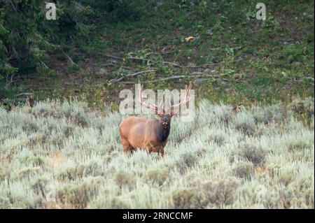 Bull Elk si mette in pausa in Sage Brush Foto Stock