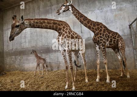 Giraffennachwuchs im Zoo von Jerusalem (160411) -- GERUSALEMME, 10 aprile 2016 -- Adis, un vitello di giraffa sudafricana di tre settimane, si trova vicino a sua madre e sua nonna allo zoo biblico di Gerusalemme il 10 aprile 2016. ) MIDEAST-JERUSALEM ZOO-BABY GIRAFFA GilxCohenxMagen PUBLICATIONxNOTxINxCHN Giraffennachwuchs in Zoo from Jerusalem 160411 Jerusalem April 10 2016 adi un vitello sudafricano di Giraffa di tre settimane si trova vicino a sua madre e sua nonna ALLO zoo biblico di Gerusalemme IL 10 aprile 2016 Mideast Jerusalem Zoo Baby Giraffe GilxCohenxMagen PUBLICAONXINCHN Foto Stock