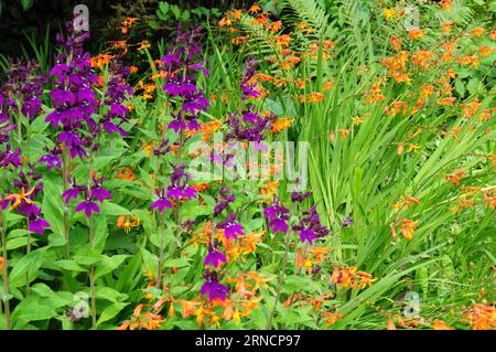 Colori vivaci ai Marwood Hill Gardens Foto Stock