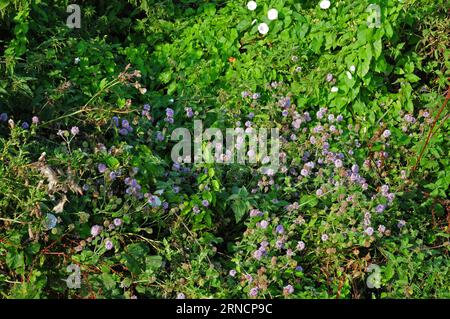 Fiori selvatici in hedgerow. Foto Stock