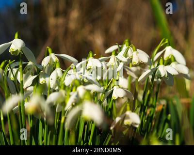 Nevicate raggruppate nel Tyneham Village Foto Stock