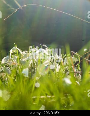 Nevicate raggruppate insieme nel Tyneham Village alla luce del sole della mattina d'inverno Foto Stock