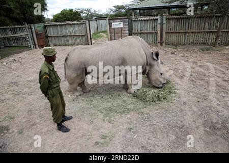 Il Sudan, l'ultimo maschio di rinoceronte bianco del nord conosciuto al mondo, mangia piante nel Kenya centrale S ol Pejeta Wildlife Conservancy, il 28 aprile 2016. Il Sudan è l'ultimo rinoceronte bianco del nord del mondo e vive nella riserva di Pejeta in Kenya. Una squadra di ranger armati si alternano a sorvegliare il mammifero giorno e notte.?all'età di 43 anni, il Sudan è troppo vecchio per accoppiarsi, dato che il mammifero di solito ha un'aspettativa di vita di 40 anni in natura e forse un po' più a lungo in cattività.) (Lyi) KENYA-NANYUKI-ULTIMO MASCHIO BIANCO SETTENTRIONALE RHINO PanxSiwei PUBLICATIONxNOTxINxCHN Sudan il carico maschio di k rimanente Foto Stock