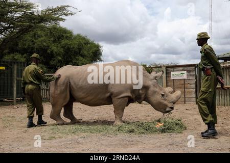 Il Sudan, l'ultimo maschio di rinoceronte bianco del nord conosciuto al mondo, mangia piante nel Kenya centrale S ol Pejeta Wildlife Conservancy, il 28 aprile 2016. Il Sudan è l'ultimo rinoceronte bianco del nord del mondo e vive nella riserva di Pejeta in Kenya. Una squadra di ranger armati si alternano a sorvegliare il mammifero giorno e notte.?all'età di 43 anni, il Sudan è troppo vecchio per accoppiarsi, dato che il mammifero di solito ha un'aspettativa di vita di 40 anni in natura e forse un po' più a lungo in cattività.) (Lyi) KENYA-NANYUKI-ULTIMO MASCHIO BIANCO SETTENTRIONALE RHINO PanxSiwei PUBLICATIONxNOTxINxCHN Sudan il carico maschio di k rimanente Foto Stock