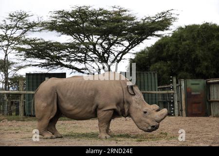 Il Sudan, l'ultimo maschio dei rinoceronti bianchi del nord conosciuti al mondo, è stato visto nel Kenya centrale S ol Pejeta Wildlife Conservancy, il 28 aprile 2016. Il Sudan è l'ultimo rinoceronte bianco del nord del mondo e vive nella riserva di Pejeta in Kenya. Una squadra di ranger armati si alternano a sorvegliare il mammifero giorno e notte.?all'età di 43 anni, il Sudan è troppo vecchio per accoppiarsi, dato che il mammifero di solito ha un'aspettativa di vita di 40 anni in natura e forse un po' più a lungo in cattività.) (Lyi) KENYA-NANYUKI-ULTIMO MASCHIO BIANCO SETTENTRIONALE RHINO PanxSiwei PUBLICATIONxNOTxINxCHN Sudan The Load male of Remaining known Foto Stock