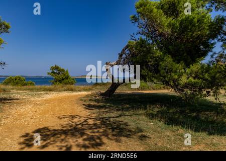 Il clima caldo in Croazia ha seccato il suolo della penisola di Kamenjak in Croazia Foto Stock