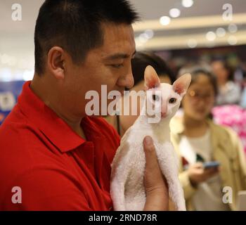 (160507) -- SHENYANG, May 7, 2016 -- Photo taken on May 7, 2016 shows a Cornish Rex at the 19th World Cat Federation (WCF) international cat show in Shenyang, capital of northeast China s Liaoning Province. )(wjq) CHINA-LIAONING-WCF CAT SHOW (CN) DingxHongfa PUBLICATIONxNOTxINxCHN   160507 Shenyang May 7 2016 Photo Taken ON May 7 2016 Shows a Cornish Rex AT The 19th World Cat Federation WCF International Cat Show in Shenyang Capital of Northeast China S Liaoning Province wjq China Liaoning WCF Cat Show CN DINGxHONGFA PUBLICATIONxNOTxINxCHN Stock Photo