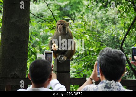 Le persone scattano foto di un macaco selvaggio nel Parco Qianling a Guiyang, capitale della provincia di Guizhou della Cina sud-occidentale, il 7 maggio 2016. Di gran lunga, il numero di macachi selvatici nel Parco Qianling di Guiyang è aumentato a più di 500 con il miglioramento dell'ambiente e la sensibilizzazione delle persone alla protezione. ) (Zwx) CHINA-GUIZHOU-GUIYANG-MACAQUES(CN) YangxWenbin PUBLICATIONxNOTxINxCHN celebrità scattano foto di un macaco selvatico nel Qianling Park a Guiyang capitale della provincia di Guizhou del sud-ovest della Cina 7 maggio 2016 di gran lunga il numero di macachi selvatici nel Qianling Park di Guiyang è aumentato a più di 500 AS Foto Stock