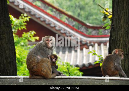La foto scattata il 7 maggio 2016 mostra i macachi selvatici nel Parco Qianling a Guiyang, capitale della provincia di Guizhou nella Cina sud-occidentale. Di gran lunga, il numero di macachi selvatici nel Parco Qianling di Guiyang è aumentato a più di 500 con il miglioramento dell'ambiente e la sensibilizzazione delle persone alla protezione. ) (Zwx) CHINA-GUIZHOU-GUIYANG-MACAQUES(CN) YangxWenbin PUBLICATIONxNOTxINxCHN foto scattata IL 7 maggio 2016 mostra macachi selvatici nel Qianling Park a Guiyang capitale della provincia di Guizhou nella Cina sud-occidentale il numero di macachi selvatici nel Qianling Park di Guiyang è aumentato a oltre 500 come Envir Foto Stock