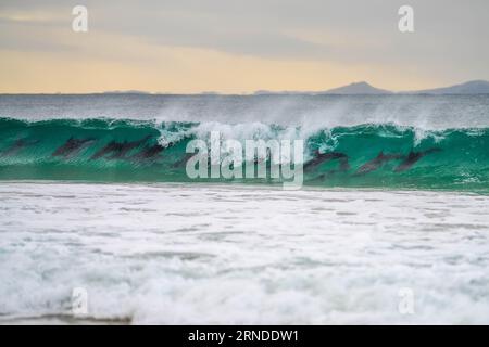 onde di delfini da surf su una spiaggia in australia Foto Stock