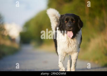 Happy Dog che cammina sul sentiero. Ritratto del gioioso cane da montagna ceco in una giornata di sole. Foto Stock