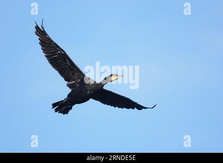 Il cormorano lascia un posto nell'entroterra tra agosto e settembre. Foto Stock