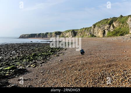 Una donna cerca il vetro di Seaham sulla Blast Beach, Durham Heritage Coast, Seaham, County Durham, UK Foto Stock