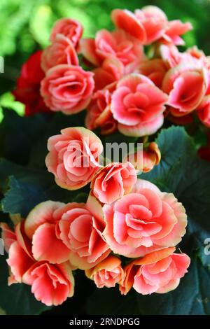 Fiori di begonia rosa. Pianta di Begonia in piena fioritura Foto Stock