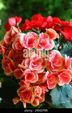 Fiori di begonia rosa. Pianta di Begonia in piena fioritura Foto Stock