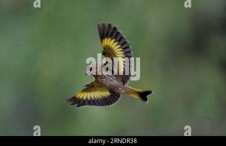 (160528) -- PECHINO, 27 maggio 2016 -- foto scattata il 27 maggio 2016 mostra un goldfinch che vola al Giardino Botanico di Pechino, capitale della Cina. ) (Zwx) CHINA-BEIJING-GOLDFINCH(CN) LiuxXianguo PUBLICATIONxNOTxINxCHN 160528 Pechino maggio 27 2016 foto scattata IL 27 2016 maggio mostra un Finch d'oro volare AL Giardino Botanico di Pechino capitale della Cina zwx China Beijing Gold Finch CN LiuxXianguo PUBLICATIONxNOTxINxCHN Foto Stock