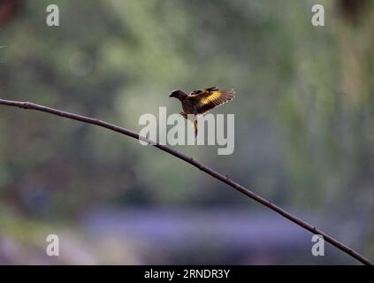 (160528) -- PECHINO, 27 maggio 2016 -- foto scattata il 27 maggio 2016 mostra un goldfinch che vola al Giardino Botanico di Pechino, capitale della Cina. ) (Zwx) CHINA-BEIJING-GOLDFINCH(CN) LiuxXianguo PUBLICATIONxNOTxINxCHN 160528 Pechino maggio 27 2016 foto scattata IL 27 2016 maggio mostra un Finch d'oro volare AL Giardino Botanico di Pechino capitale della Cina zwx China Beijing Gold Finch CN LiuxXianguo PUBLICATIONxNOTxINxCHN Foto Stock