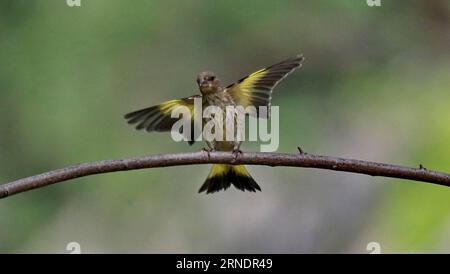 (160528) -- PECHINO, 27 maggio 2016 -- foto scattata il 27 maggio 2016 mostra un goldfinch che vola al Giardino Botanico di Pechino, capitale della Cina. ) (Zwx) CHINA-BEIJING-GOLDFINCH(CN) LiuxXianguo PUBLICATIONxNOTxINxCHN 160528 Pechino maggio 27 2016 foto scattata IL 27 2016 maggio mostra un Finch d'oro volare AL Giardino Botanico di Pechino capitale della Cina zwx China Beijing Gold Finch CN LiuxXianguo PUBLICATIONxNOTxINxCHN Foto Stock