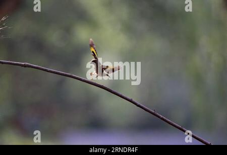 (160528) -- PECHINO, 27 maggio 2016 -- foto scattata il 27 maggio 2016 mostra un goldfinch che vola al Giardino Botanico di Pechino, capitale della Cina. ) (Zwx) CHINA-BEIJING-GOLDFINCH(CN) LiuxXianguo PUBLICATIONxNOTxINxCHN 160528 Pechino maggio 27 2016 foto scattata IL 27 2016 maggio mostra un Finch d'oro volare AL Giardino Botanico di Pechino capitale della Cina zwx China Beijing Gold Finch CN LiuxXianguo PUBLICATIONxNOTxINxCHN Foto Stock
