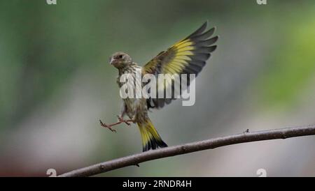 (160528) -- PECHINO, 27 maggio 2016 -- foto scattata il 27 maggio 2016 mostra un goldfinch che vola al Giardino Botanico di Pechino, capitale della Cina. ) (Zwx) CHINA-BEIJING-GOLDFINCH(CN) LiuxXianguo PUBLICATIONxNOTxINxCHN 160528 Pechino maggio 27 2016 foto scattata IL 27 2016 maggio mostra un Finch d'oro volare AL Giardino Botanico di Pechino capitale della Cina zwx China Beijing Gold Finch CN LiuxXianguo PUBLICATIONxNOTxINxCHN Foto Stock