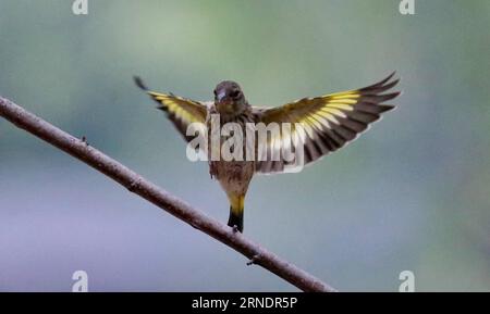 (160528) -- PECHINO, 27 maggio 2016 -- foto scattata il 27 maggio 2016 mostra un goldfinch che vola al Giardino Botanico di Pechino, capitale della Cina. ) (Zwx) CHINA-BEIJING-GOLDFINCH(CN) LiuxXianguo PUBLICATIONxNOTxINxCHN 160528 Pechino maggio 27 2016 foto scattata IL 27 2016 maggio mostra un Finch d'oro volare AL Giardino Botanico di Pechino capitale della Cina zwx China Beijing Gold Finch CN LiuxXianguo PUBLICATIONxNOTxINxCHN Foto Stock