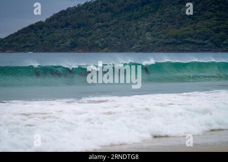 onde di delfini da surf su una spiaggia in australia Foto Stock