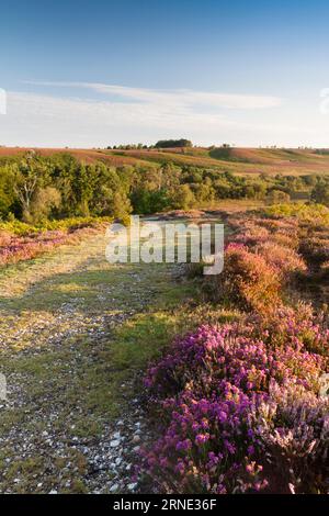 Guardando da Rockford Common attraverso Ibsley Common; heather a perdita d'occhio... New Forest, Hampshire, Regno Unito Foto Stock