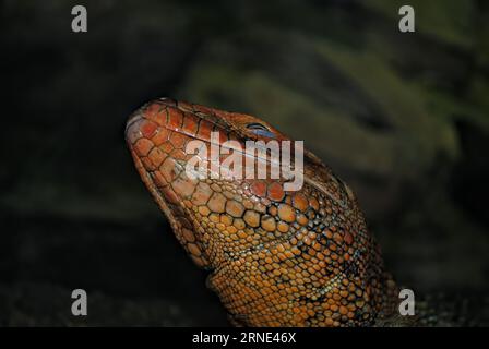 Lizard mostra la sua lingua allo zoo di Praga. Foto di dettaglio della pelle colorata di lucertola. Foto Stock