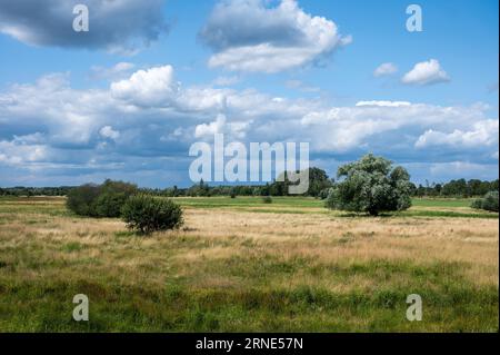 Vista panoramica sull'erica e sulla palude della riserva naturale di Borchbeemden, Bekkevoort, Belgio Foto Stock