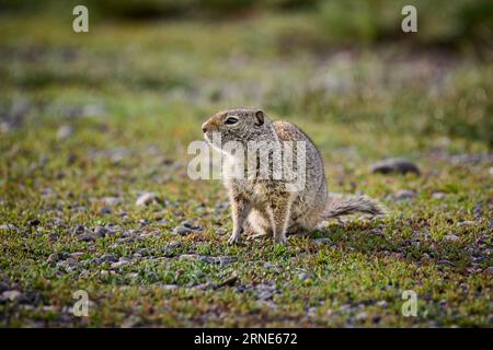 Juvenile Uinta Ground Squirrel (Spermophilus armatus), Yellowstone National Park, Wyoming, Stati Uniti d'America Foto Stock