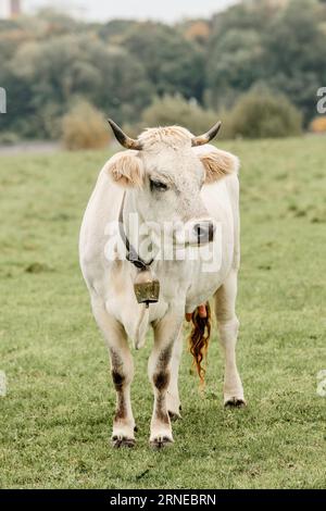 la mucca bianca con campana sul collo in piedi sul prato verde guarda di lato mentre pascola e produce latte al suo corpo Foto Stock