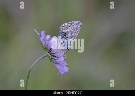 Common Blue Butterfly, Gloucestershire Foto Stock