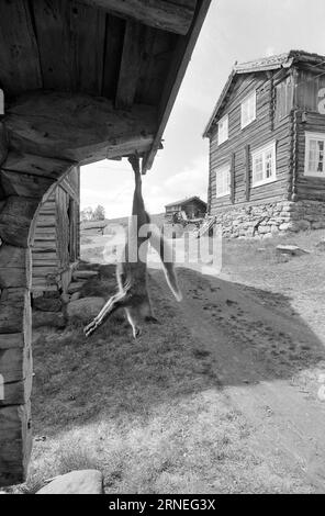 Attuale 24 - 5 - 1974: 50.000 caprini sulla spazzatura heapWe stanno andando bene in Norvegia. Ogni anno, ad esempio, possiamo permetterci di allevare quasi 400.000 kg di carne deliziosa che assomiglia a qualcosa tra il pollo giovane e il grill. Non vale la pena allevare le quasi 50.000 capre neonate che nascono ogni anno nel nostro paese, e questo potrebbe aiutare a utilizzare tutta la terra aperta utile al cibo che abbiamo la fortuna di avere intorno a noi, soprattutto un po' in alto. Queste zone di pascolo possono essere utilizzate solo da pecore e capre, mentre allo stesso tempo accontentano i turisti vivendo la vita Foto Stock