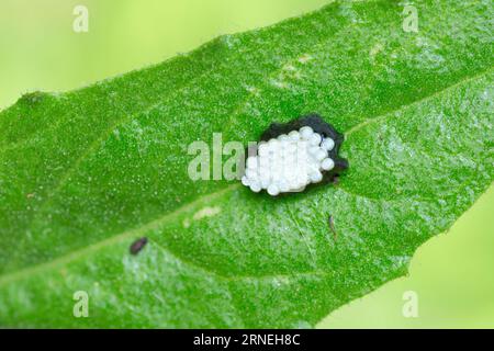 Rhynocoris Punctiventris assassin bug eggs su una foglia Foto Stock